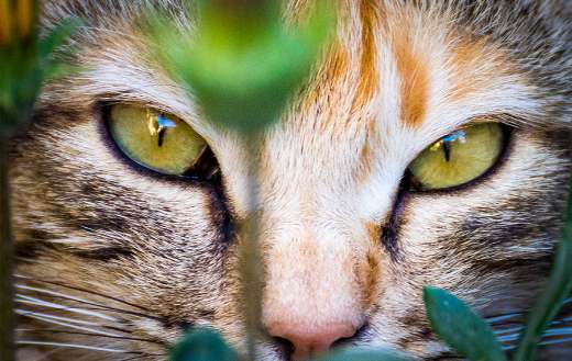 Green eye cat puzzle