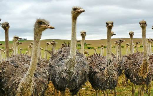 Group of ostrich bird online