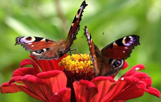 Insect butterflies pollination puzzle