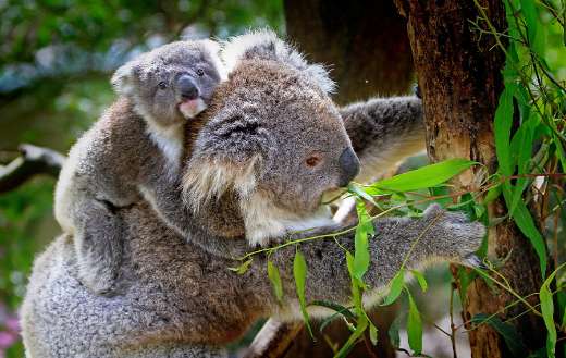 Koalas wildlife animals online