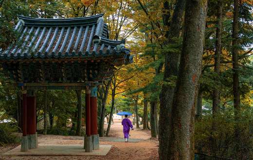 Korean folk village forest fall time