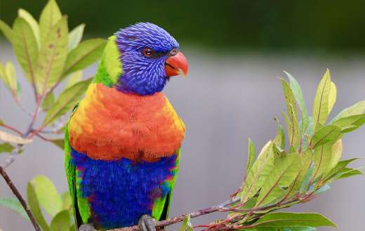 Lorikeet parrot bird puzzle