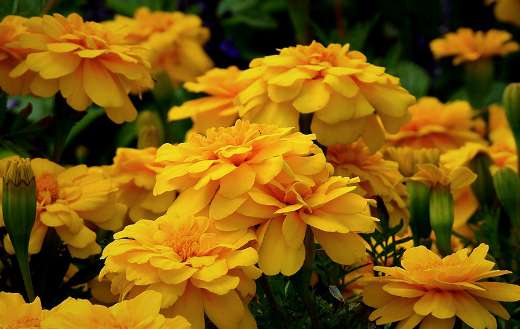 Marigolds flowers online