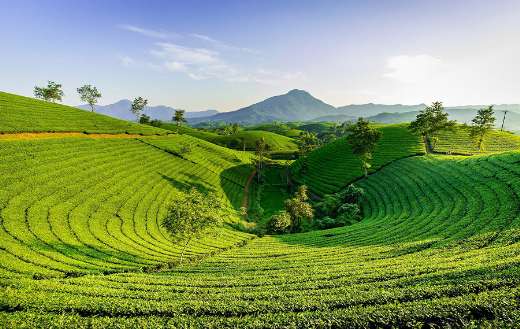 Mountain hill tea online