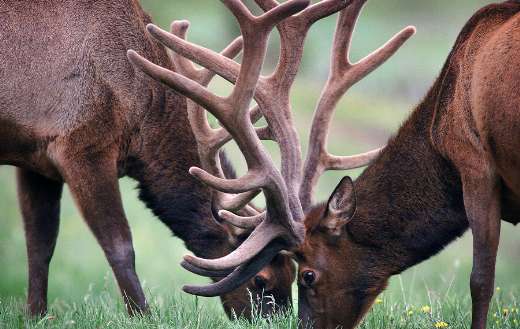 Pair deers eat grass online