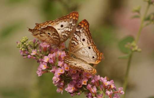 Pair of butterflies inflorescence flowers pollinate