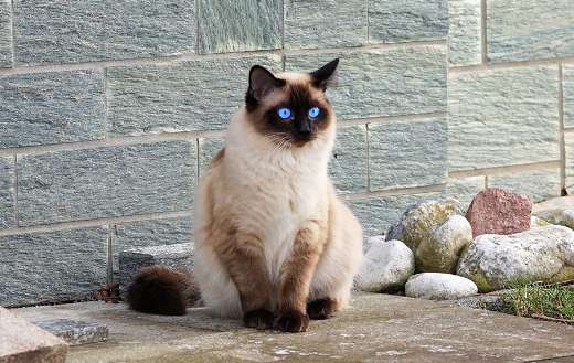 Siamese cat online