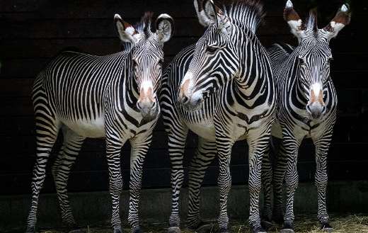 Three stripes black and white zebras