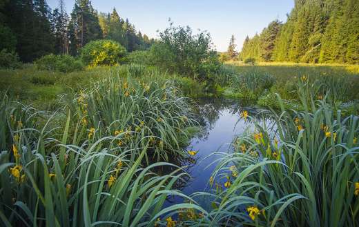 Wild yellow iris flower online