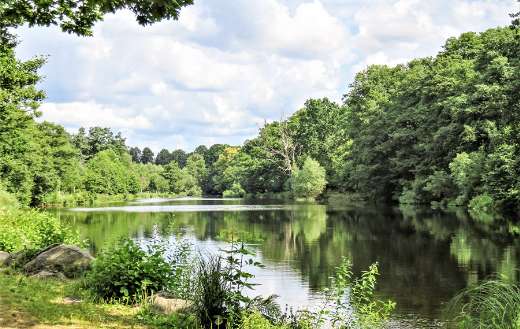 Wilderness nature online