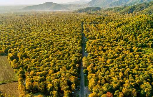 Aerial forest landscape puzzle