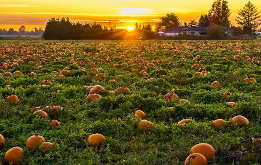 Autumn agriculture British Columbia Canada