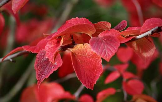 Autumn colors red foliage puzzle