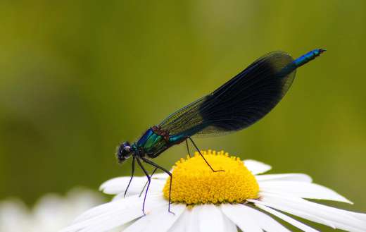 Banded demoiselle dragonfly puzzle
