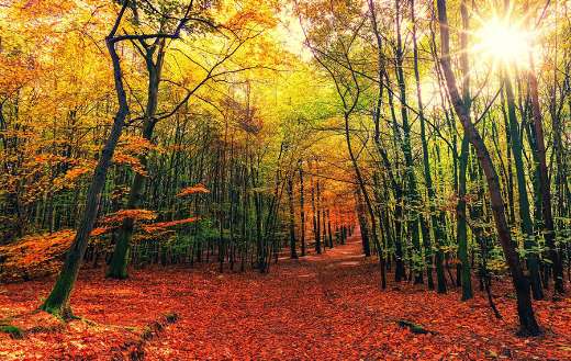Beautiful forest autumn time