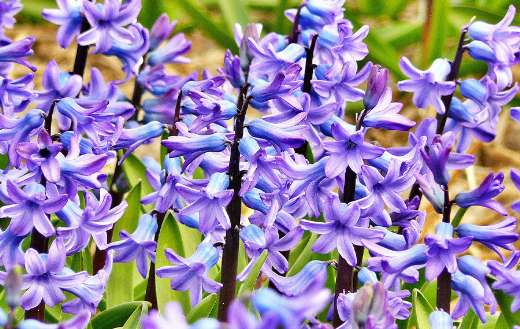 Beautiful purple flowers puzzle