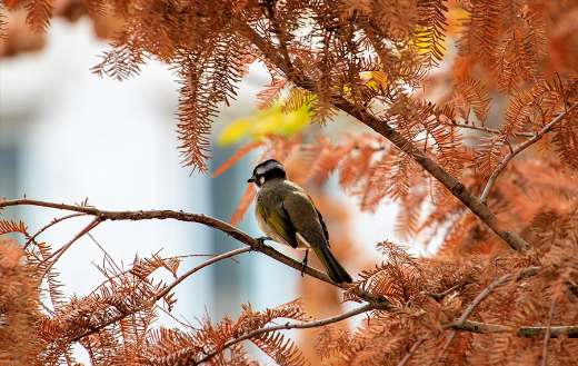 Bird autumn tree online