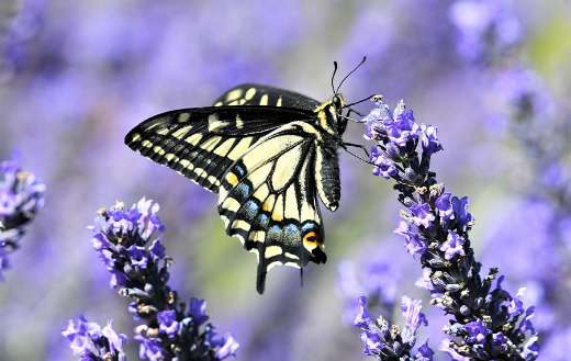 Black white butterfly flower pollination