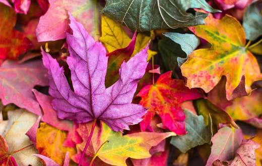 Colorful autumn leaves foliage