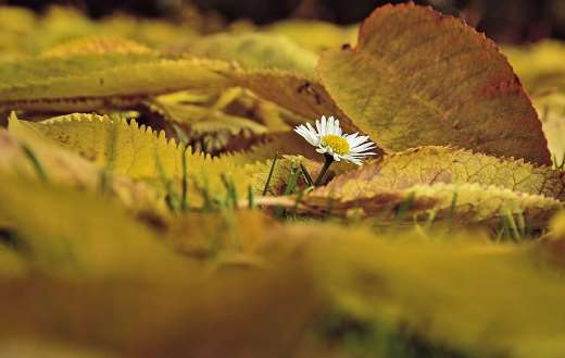 Daisy flower autumn leaves