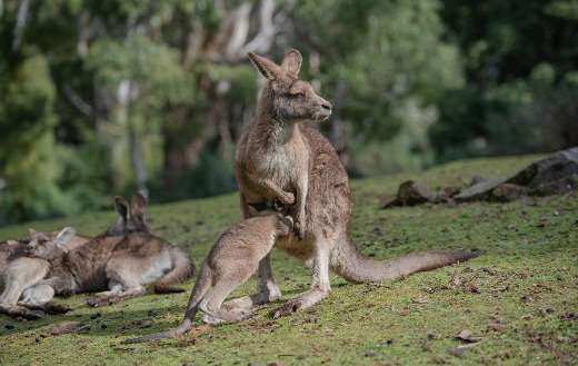 Eastern grey kangaroo online