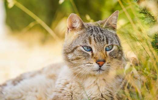 Fur cat lying online