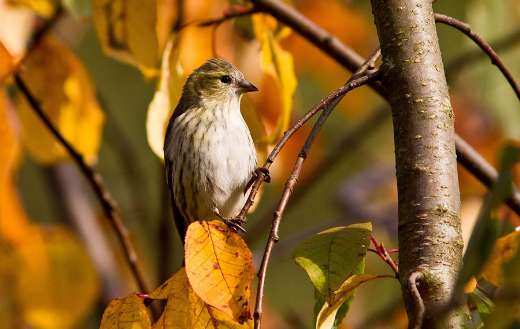 Green backed sparrow bird