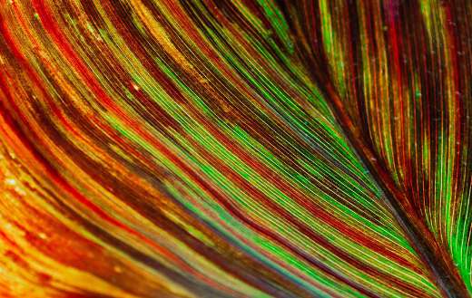 Leaf colorful lines stripes online