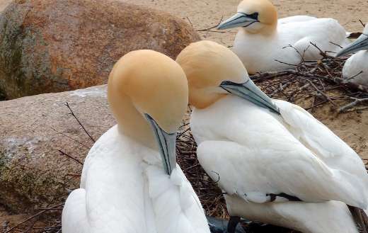 Northern gannet water birds puzzle