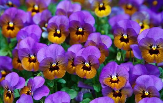 Pansy purple flower online