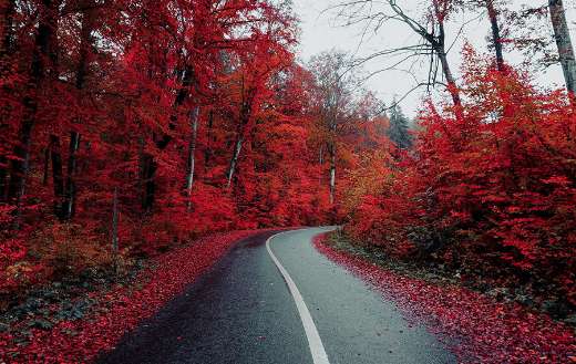 Roadway pavement countryside autumn