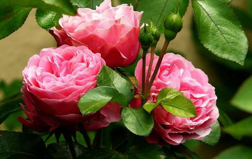 Rose flowers online