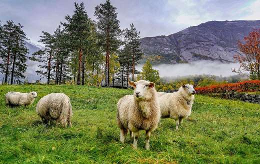 Sheep mountain Norway online