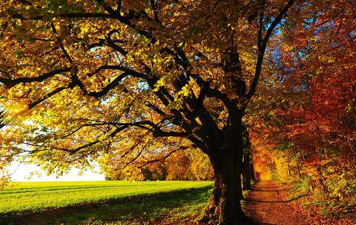 Trail path leaves autumn