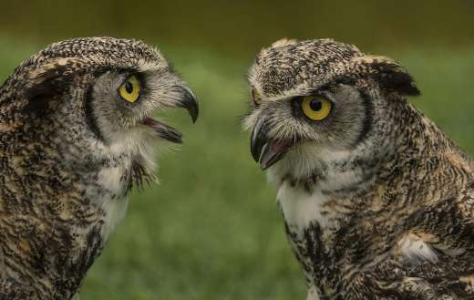 Two owl birds online