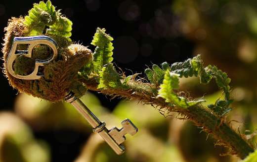 Unroll key fern puzzle