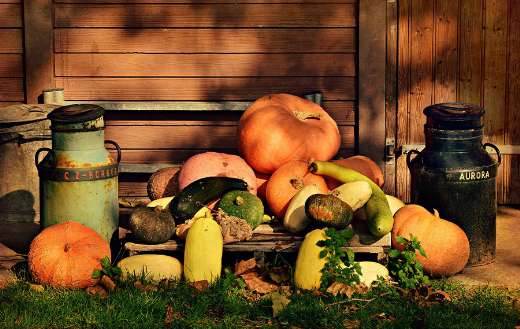 Vegetable food folklore pumpkin Cinderella