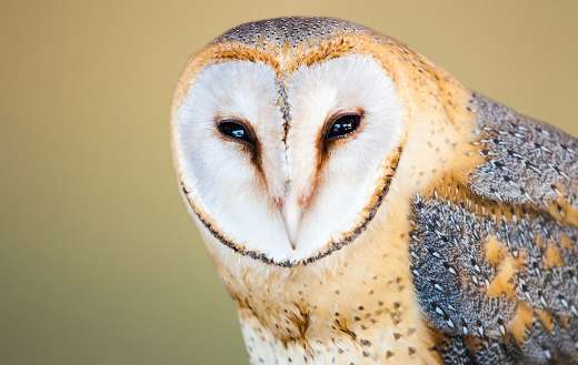 Barn owl puzzle