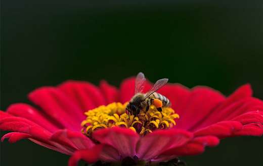 Bee pollination red zenia flower