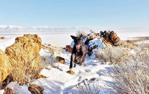 Black dog running snow covered field