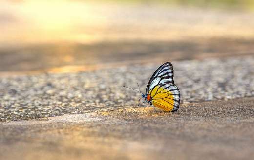 Black yellow butterfly online