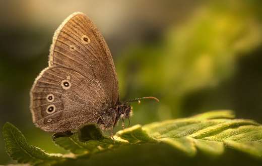 Brown winged butterfly insect
