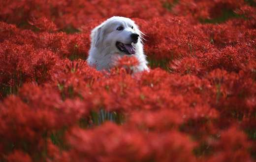 Dog enjoying outdoor puzzle