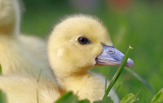 Duckling duck puzzle