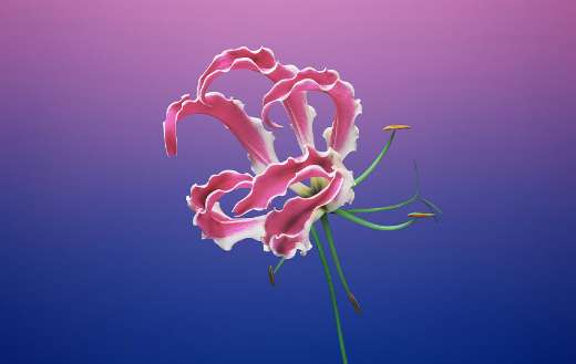 Flower petals buds puzzle