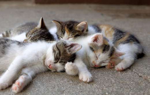 Four sleeping kittens online