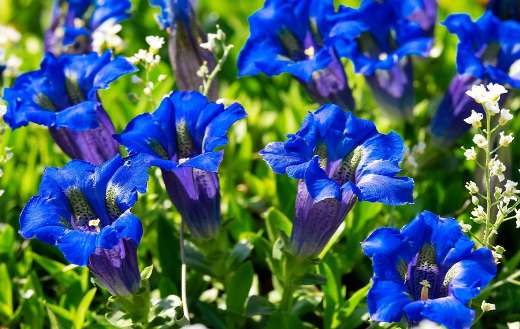 Gentians blue flowers puzzle