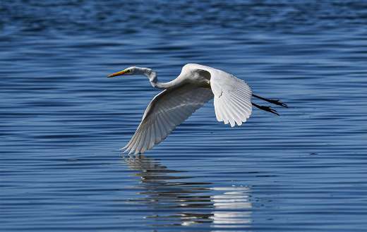 Great egret heron online
