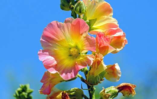 Hollyhock flowers puzzle