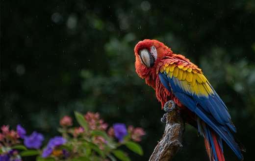 Macaw parrot bird cockatoo